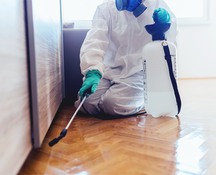Éliminez les insectes rampants grâce à nos services de désinsectisation