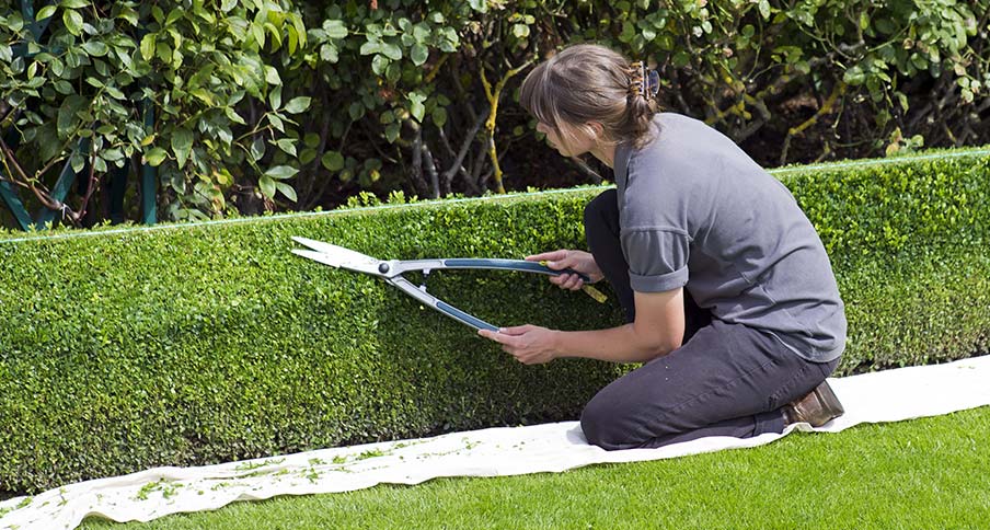 Optez pour un jardin verdoyant toute l’année